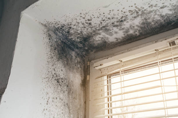 Affordable Commercial Mold Remediation solutions in Clinton, TN